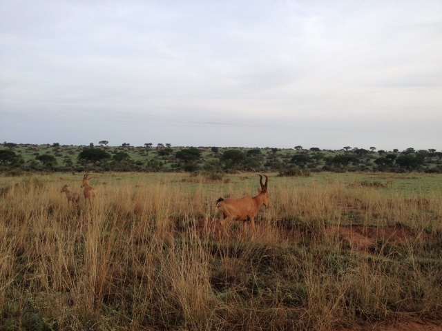 The hartebeest had long, expressive faces.