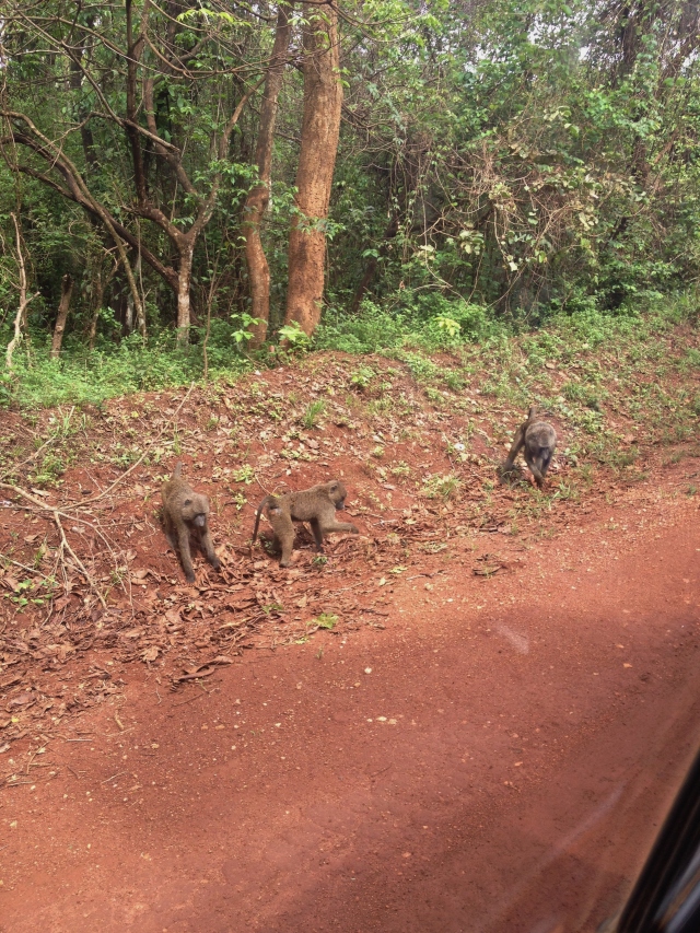 Dozens of homely baboons scurried about alongside the road.